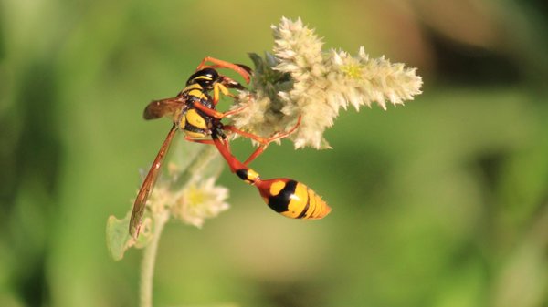 Les guêpes maçonnes dans votre jardin : quand faut-il s'inquiéter ?